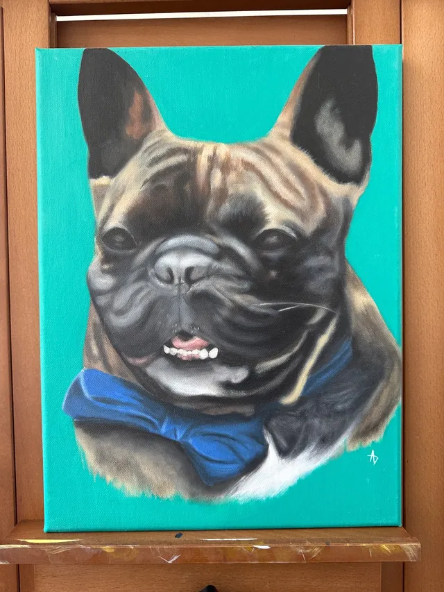 Pet portrait of a brindle French bulldog in a blue bow tie