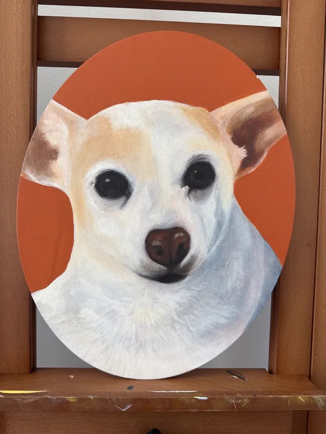 Oval portrait of a white Chihuahua on an orange background