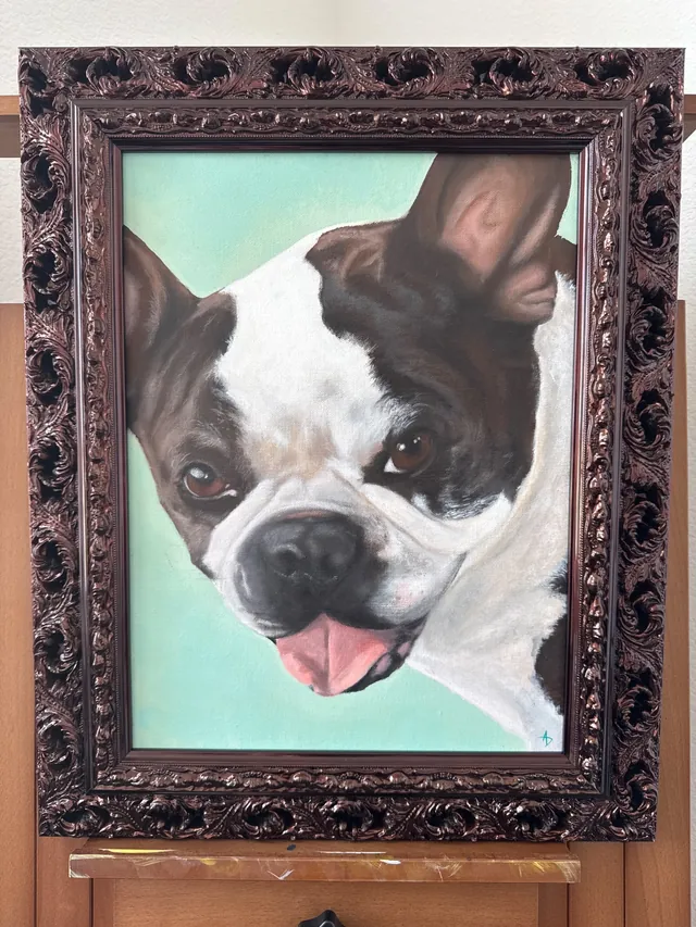 Framed portrait of a black-and-white Boston terrier