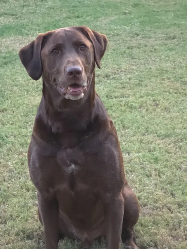 Chocolate Lab sitting in the grass