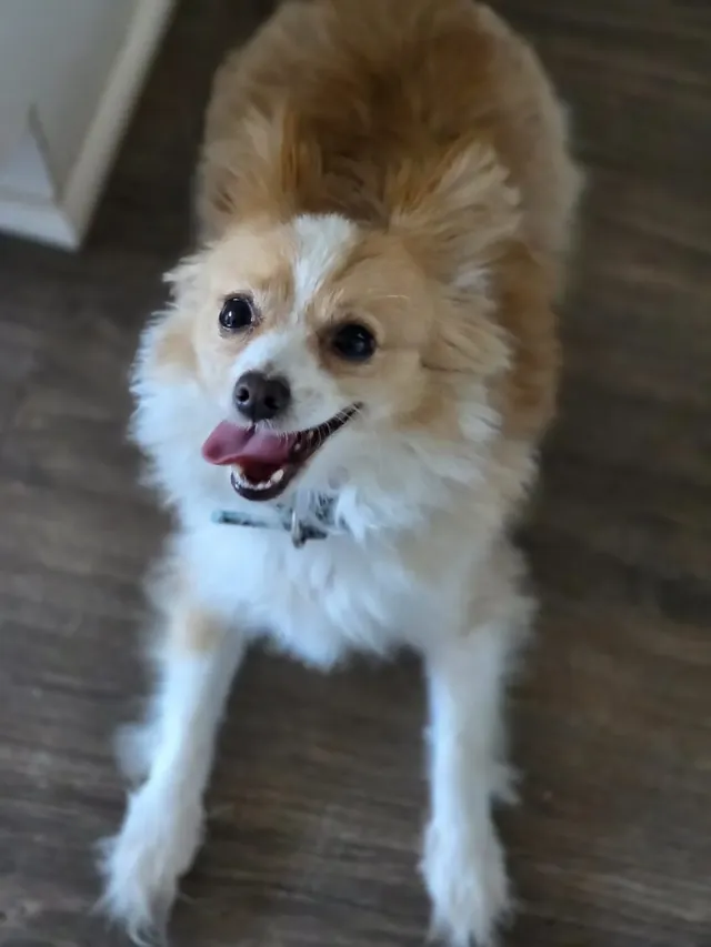 Happy Pomeranian mix